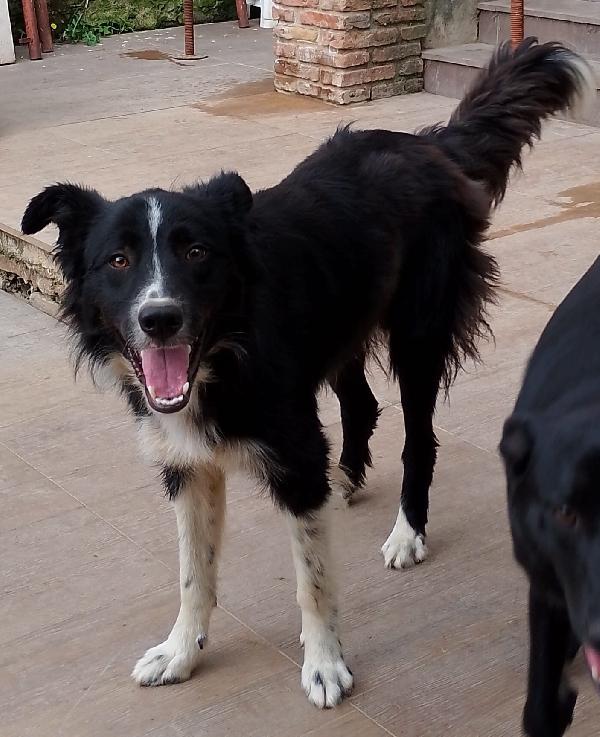 🐾🐾💛Attilio simil border collie cerca casa 🏠 Foto 11